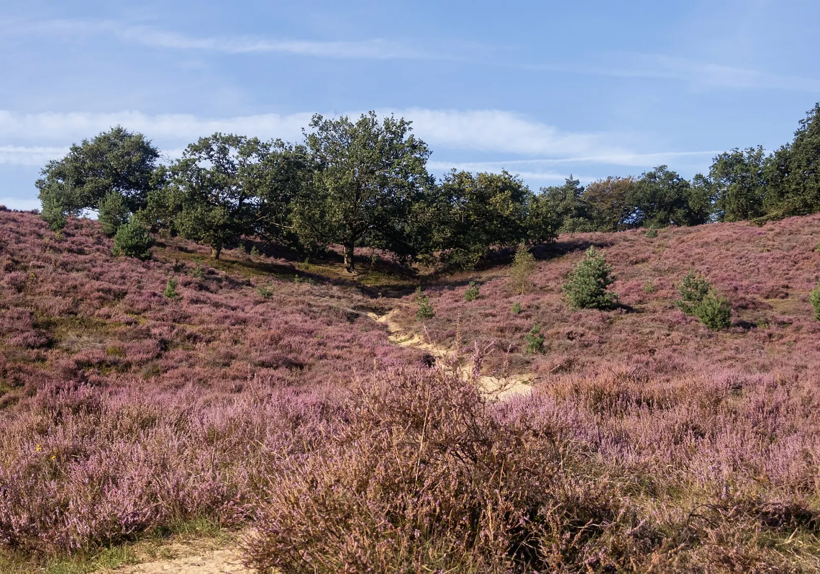 Heather in bloom at the Posbank